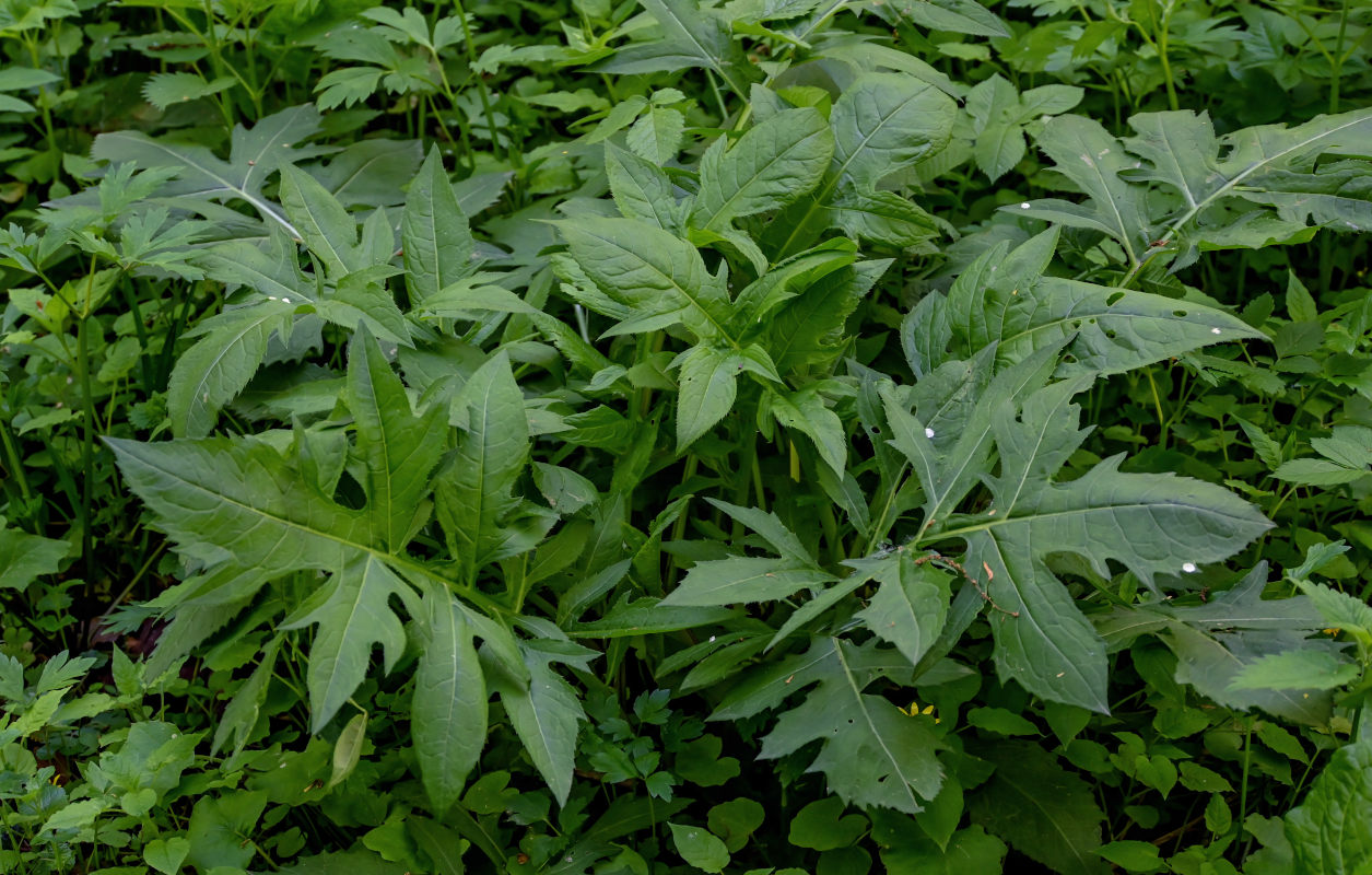 Изображение особи Cirsium oleraceum.