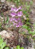 Pedicularis amoena. Цветущее растение. Камчатский край, Елизовский р-н, склон горы Летняя Поперечная, цирк Большая Чаша, кустарничковая тундра. 04.08.2024.