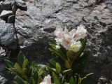 Rhododendron caucasicum. Верхушка цветущего растения. Кабардино-Балкария, Эльбрусский р-н, восточный склон горы Чегет, окр. кафе \"Ай\", выс. 2800 м н.у.м., рядом со скальным выходом. 9 июня 2018 г.