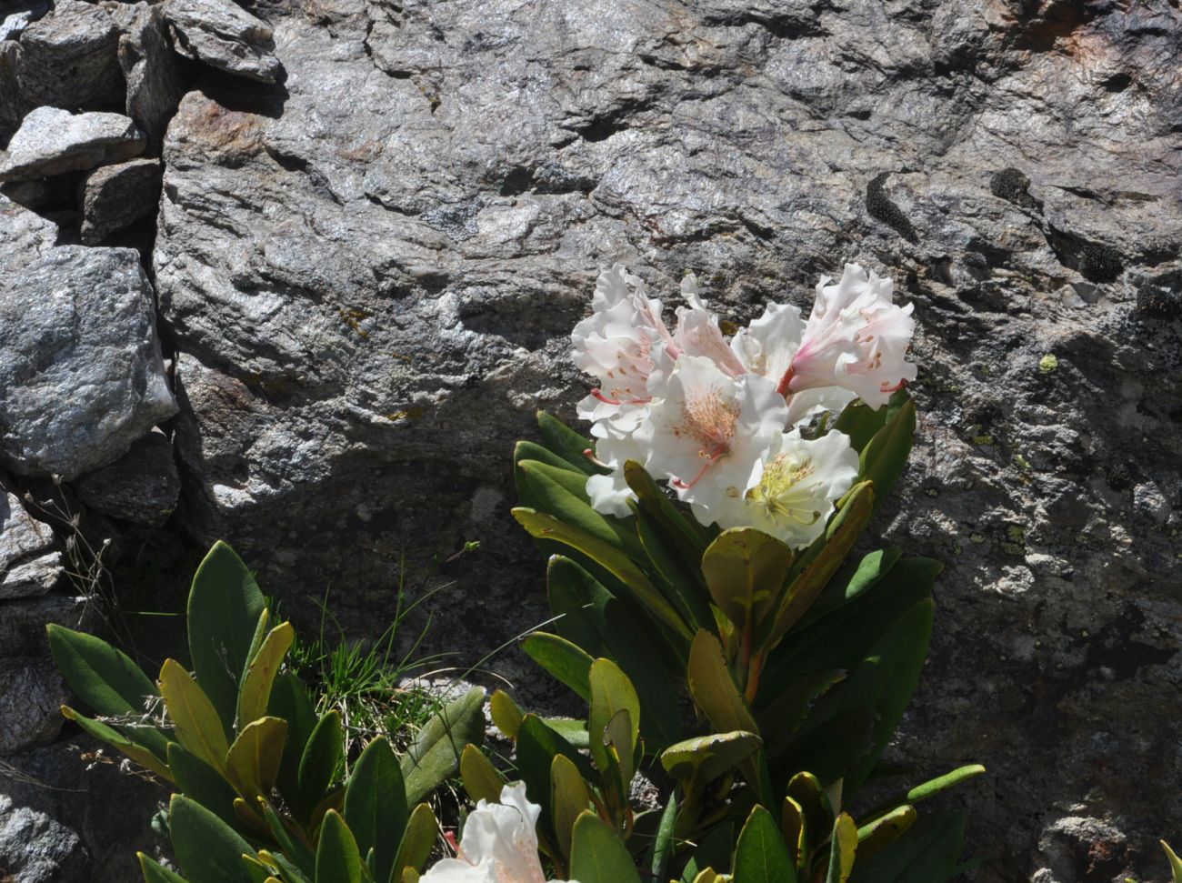 Image of Rhododendron caucasicum specimen.