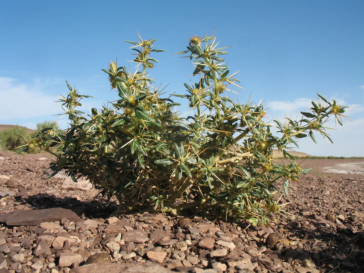 Изображение особи Xanthium spinosum.