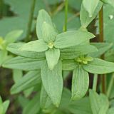 Galium physocarpum