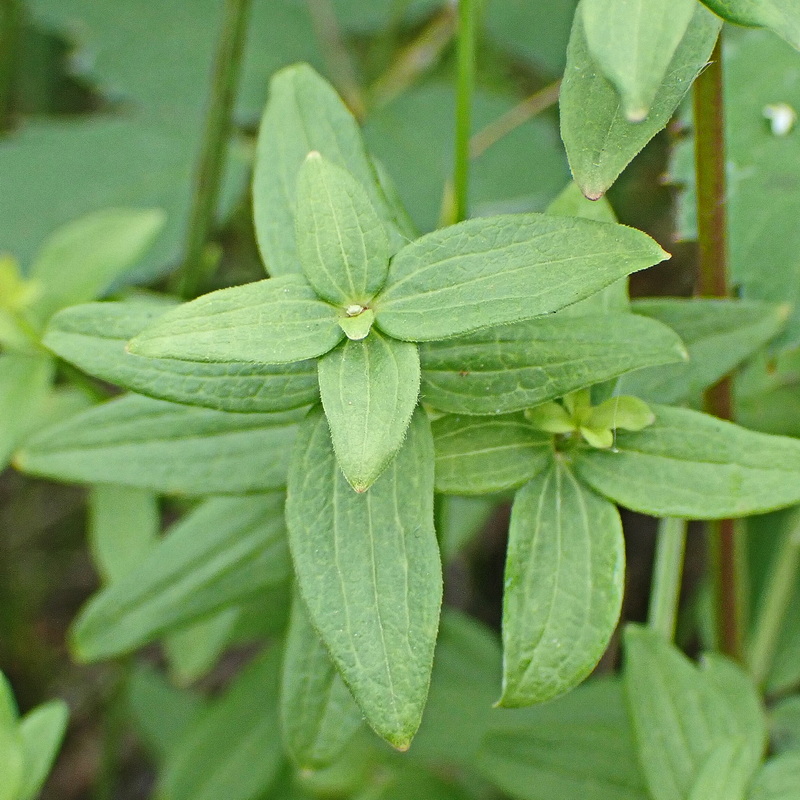 Изображение особи Galium physocarpum.