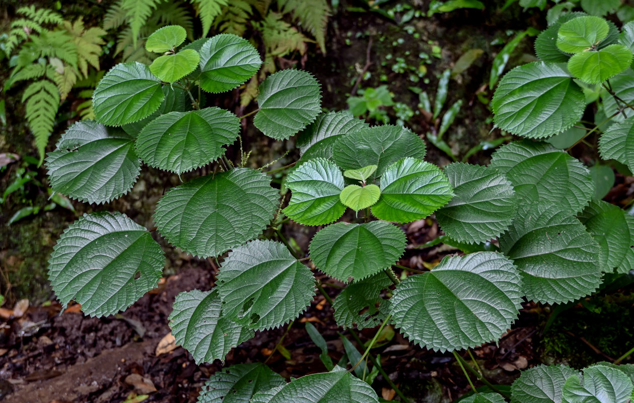 Изображение особи Boehmeria virgata var. strigosa.