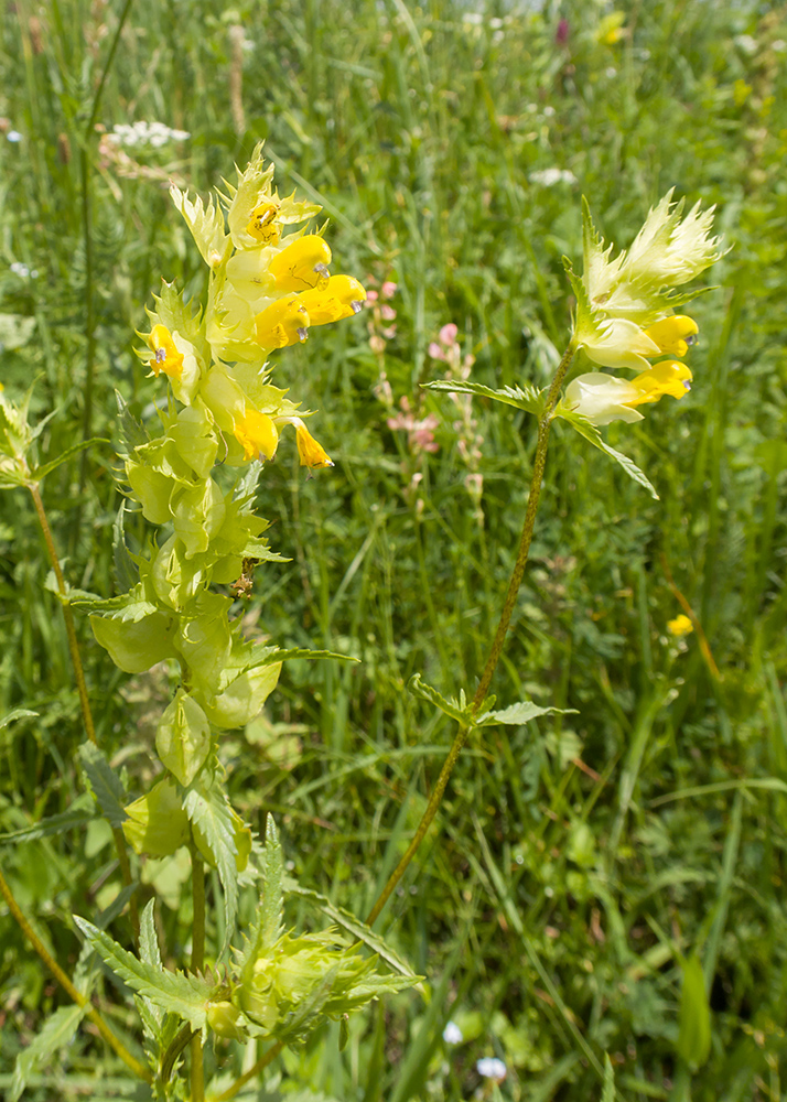 Image of Rhinanthus subulatus specimen.