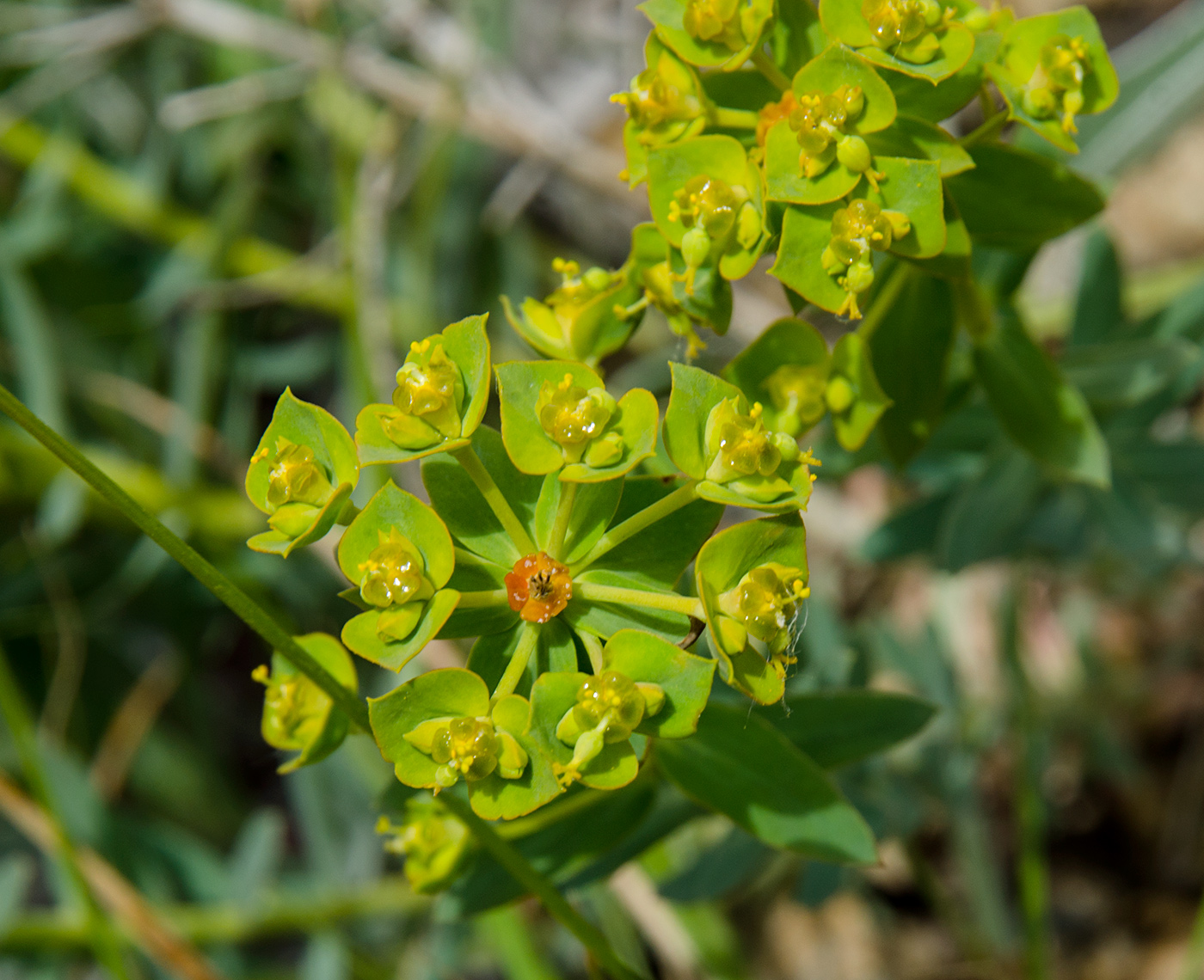 Image of genus Euphorbia specimen.