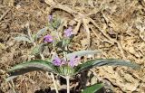 Phlomis hypoleuca