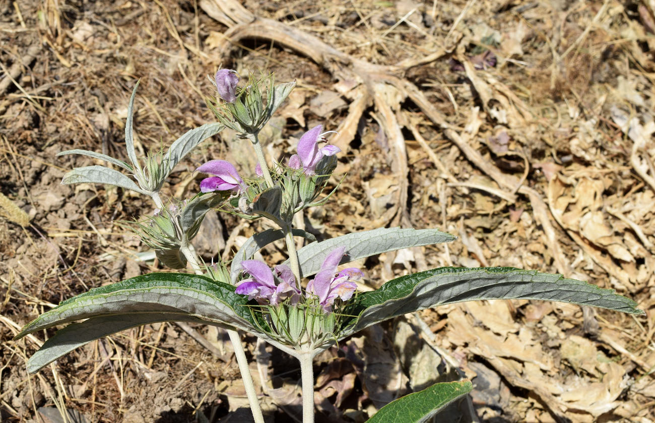 Image of Phlomis hypoleuca specimen.