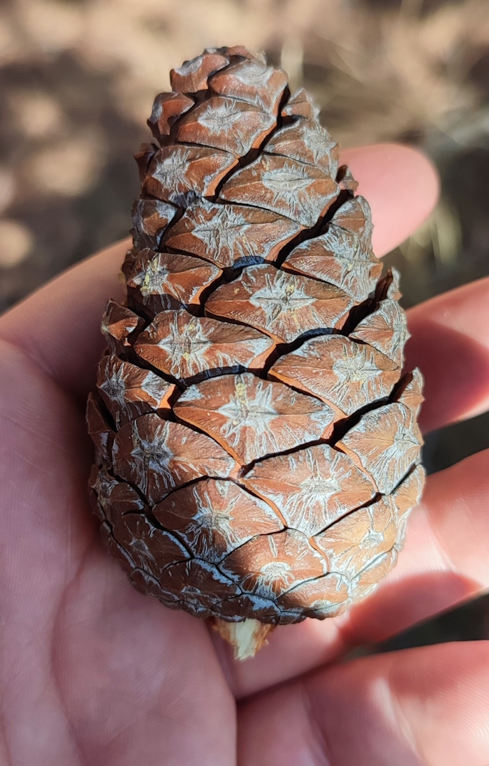 Image of Pinus brutia specimen.