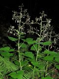 Смотреть изображение Cicerbita macrophylla