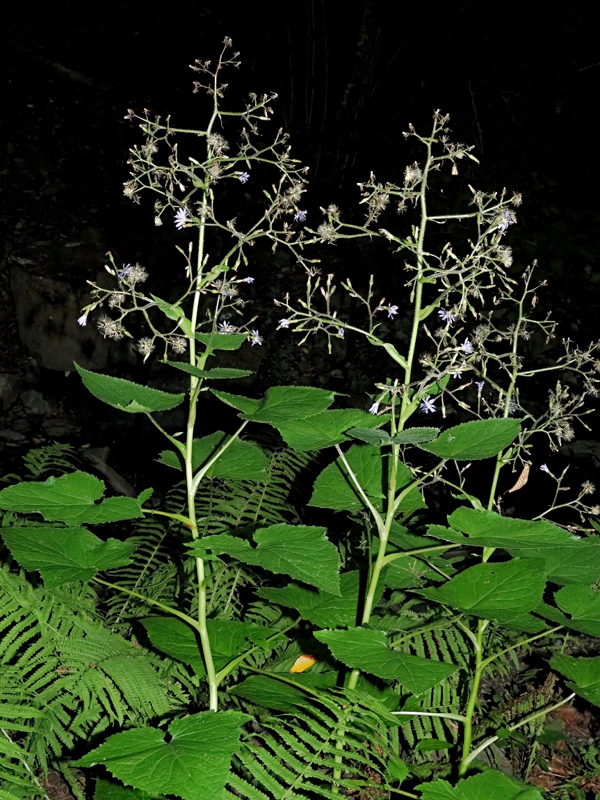 Image of Cicerbita macrophylla specimen.