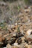View full-size image Lathyrus saxatilis