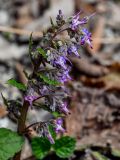 View full-size image Trachystemon orientalis