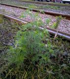 View full-size image Ambrosia artemisiifolia