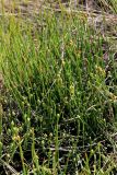 View full-size image Ephedra distachya