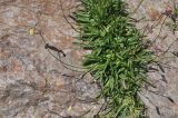 View full-size image Silene lychnidea