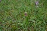 View full-size image Anacamptis coriophora