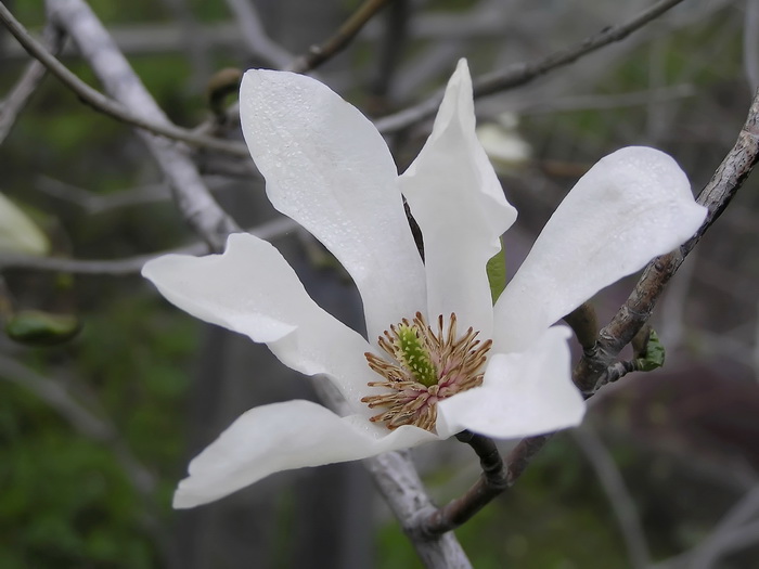 Изображение особи род Magnolia.