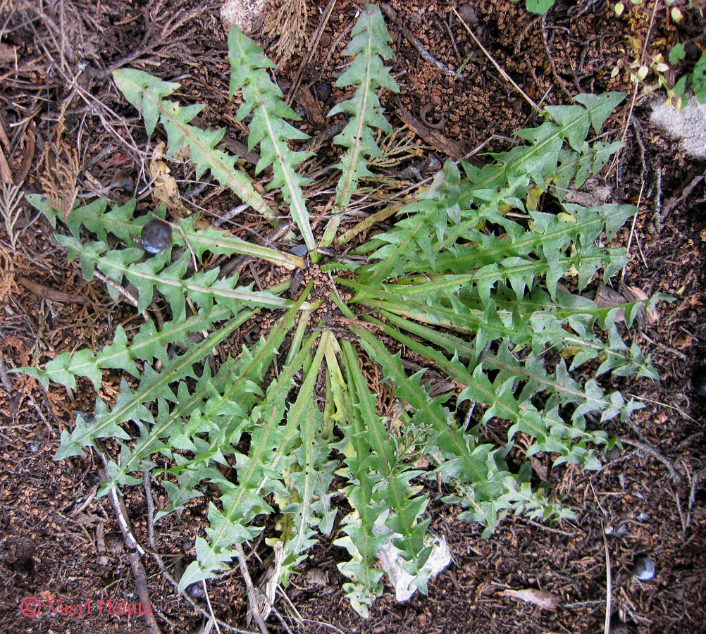 Image of genus Taraxacum specimen.