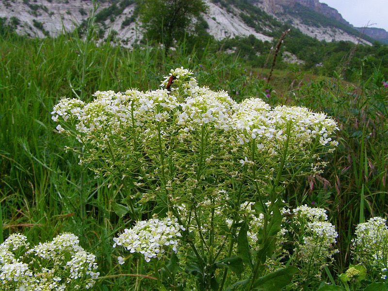 Image of Cardaria draba specimen.