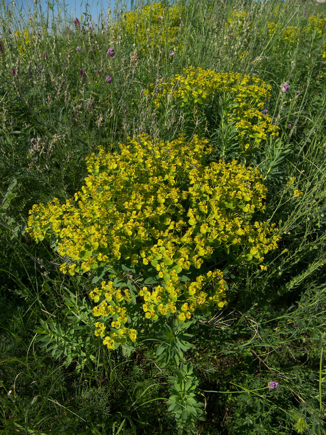 Image of Euphorbia stepposa specimen.