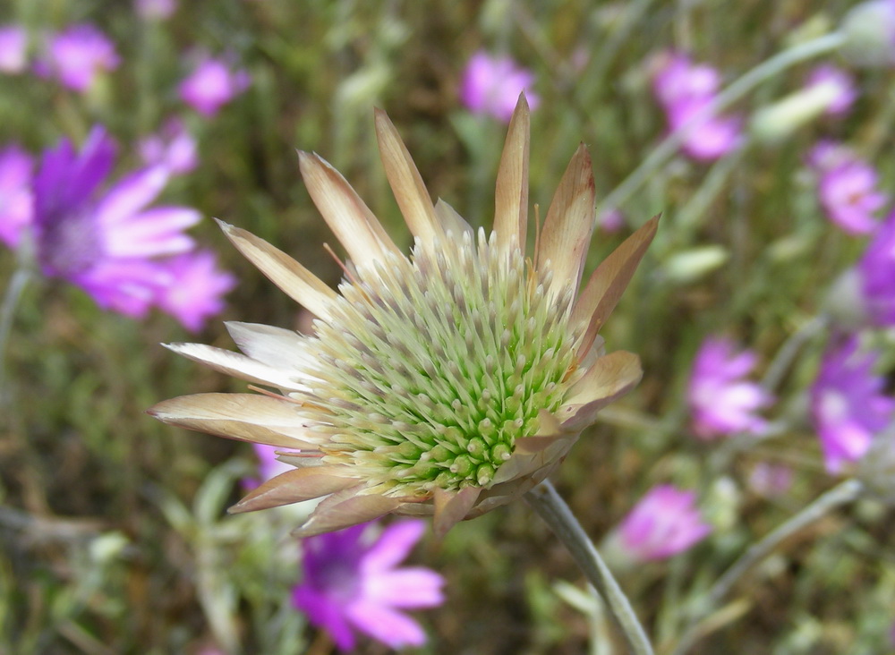 Image of Xeranthemum annuum specimen.