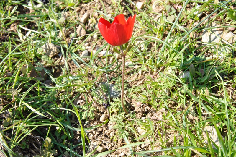 Image of Anemone coronaria specimen.