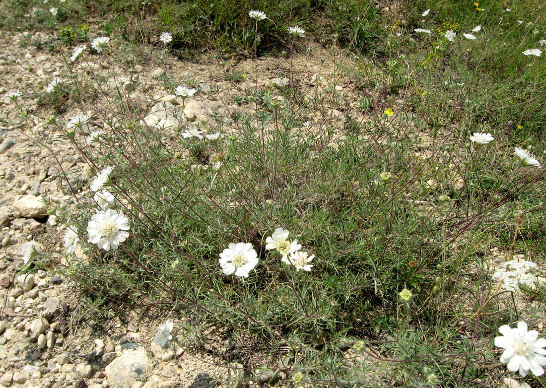 Image of Lomelosia argentea specimen.