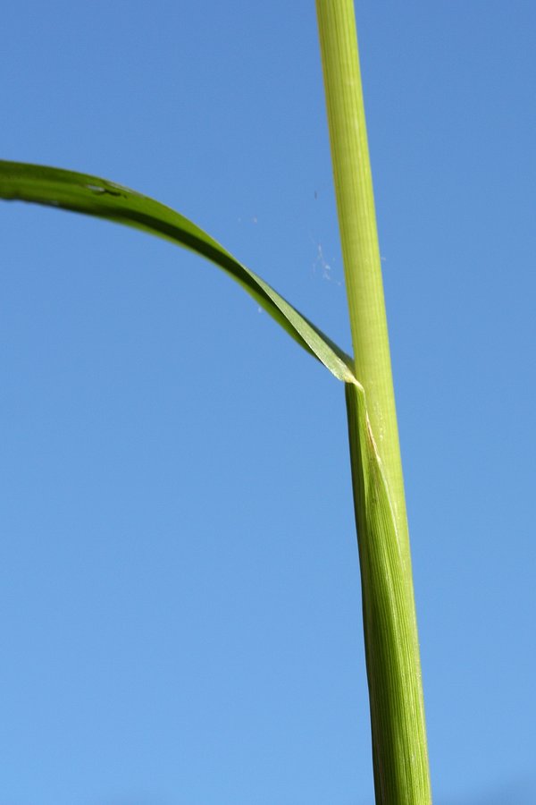 Изображение особи Echinochloa crus-galli.