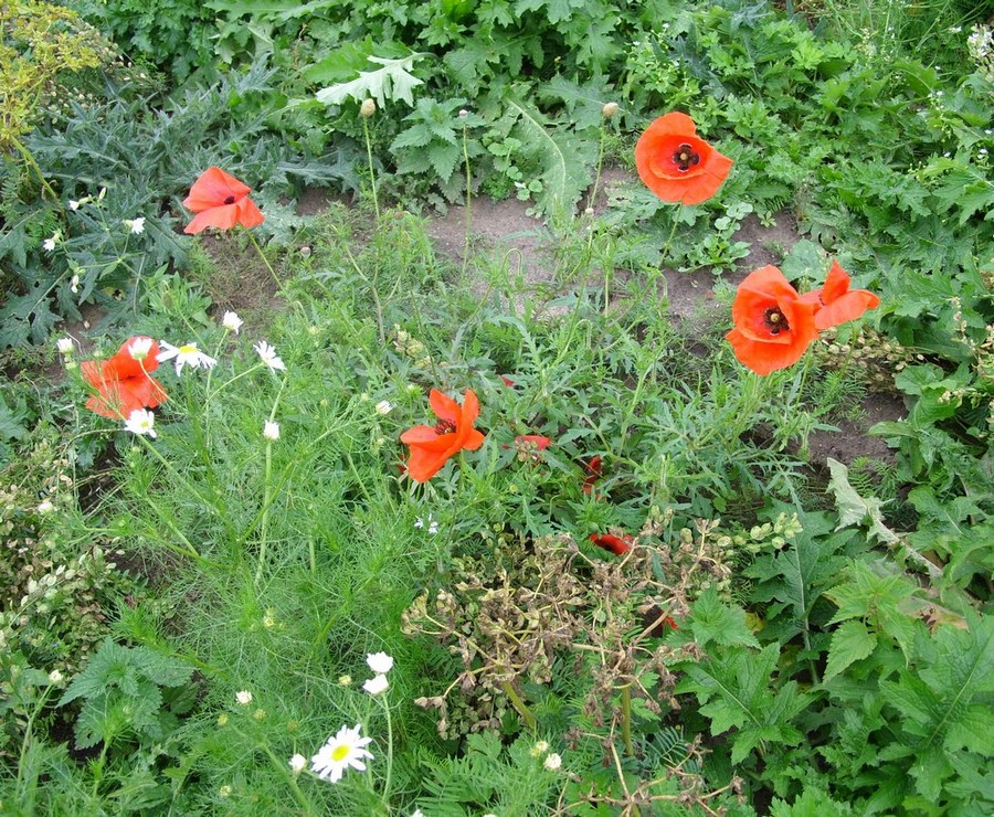 Image of Papaver rhoeas specimen.