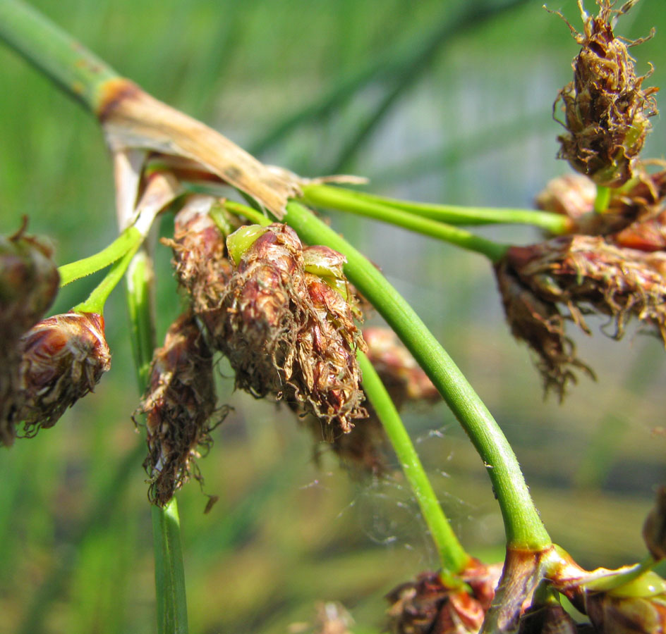 Изображение особи Schoenoplectus lacustris.