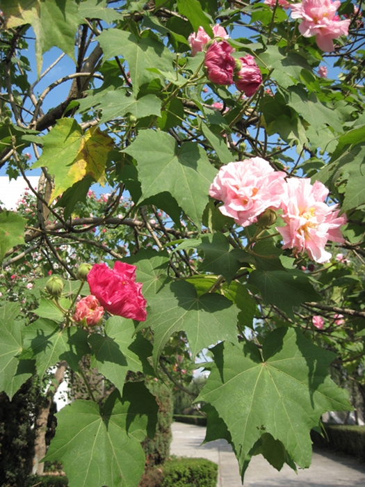 Image of Hibiscus mutabilis specimen.