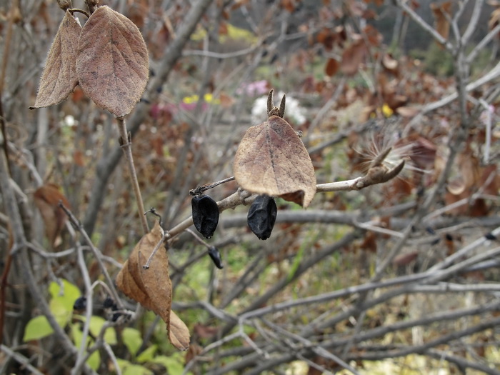 Image of Viburnum burejaeticum specimen.