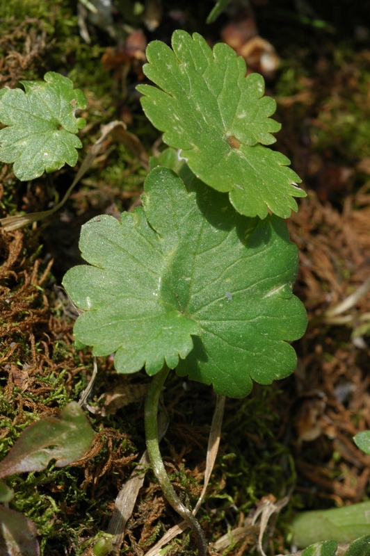 Image of Ranunculus cassubicus specimen.