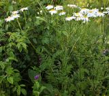 Pyrethrum corymbosum