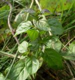 Mentha × verticillata. Верхушка побега. Ростовская обл., Азовский р-н, побережье Таганрогского залива, окр. с. Займо-Обрыв. 31.08.2011.