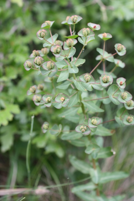 Image of Euphorbia condylocarpa specimen.