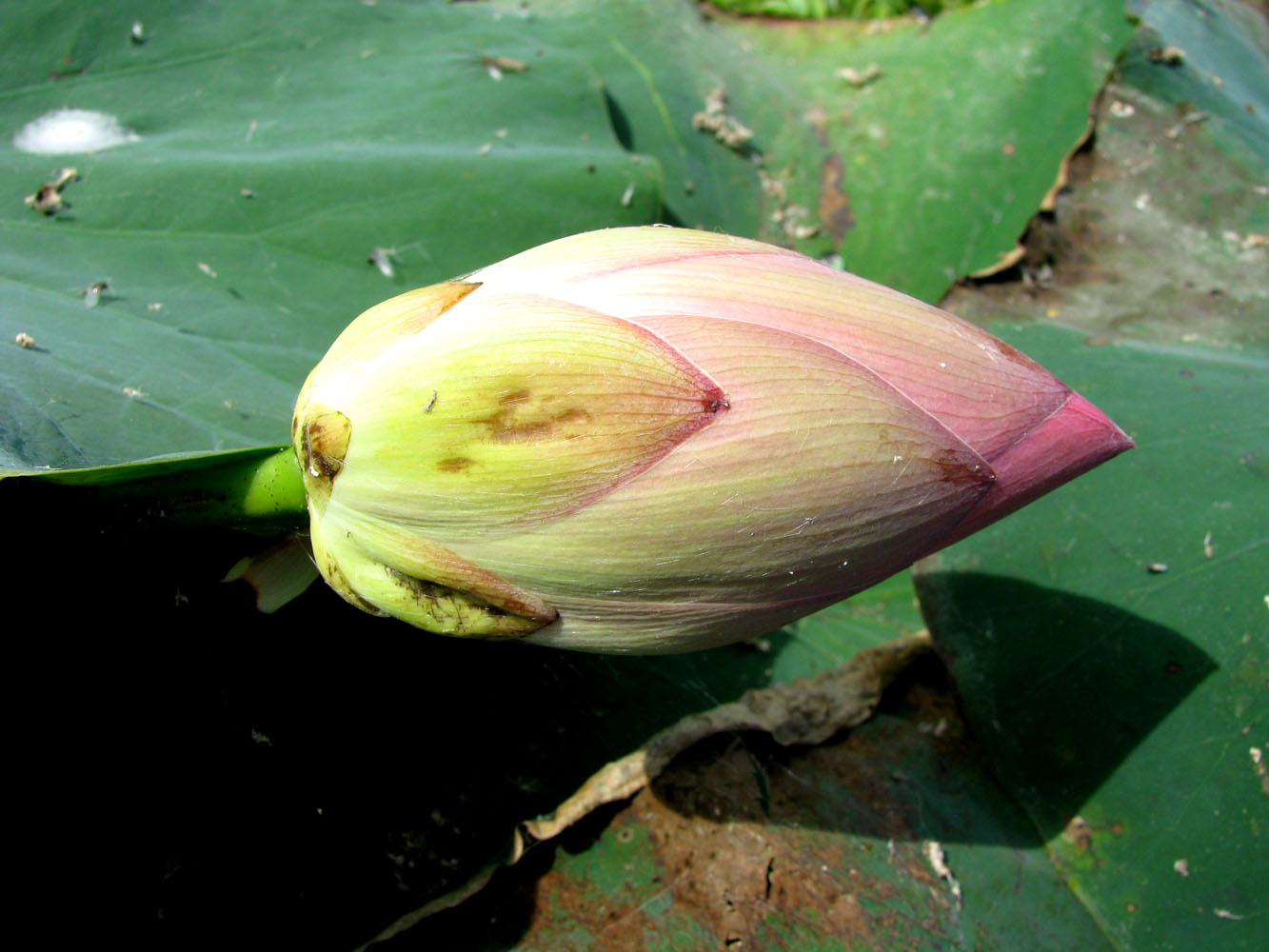 Image of Nelumbo caspica specimen.