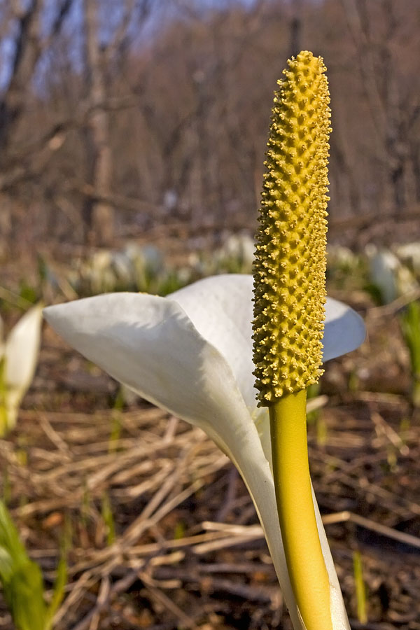 Изображение особи Lysichiton camtschatcensis.