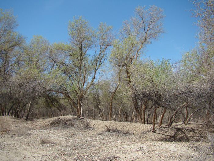 Image of Populus diversifolia specimen.