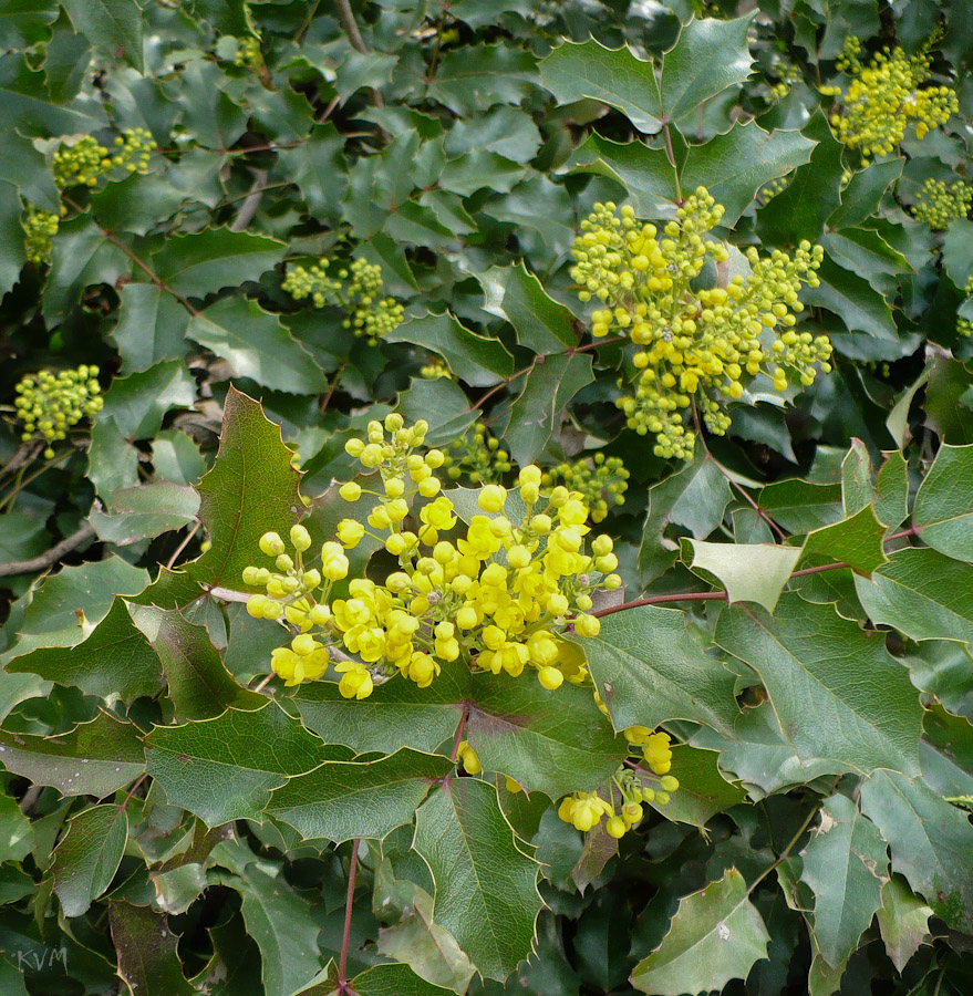 Изображение особи Mahonia aquifolium.