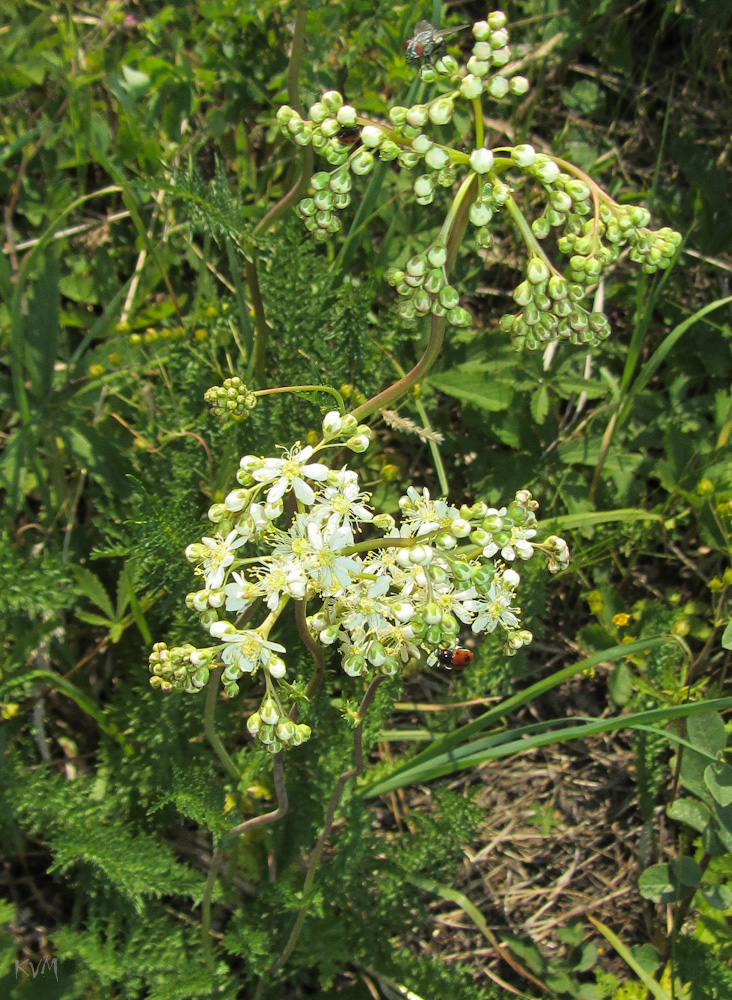 Image of Filipendula vulgaris specimen.