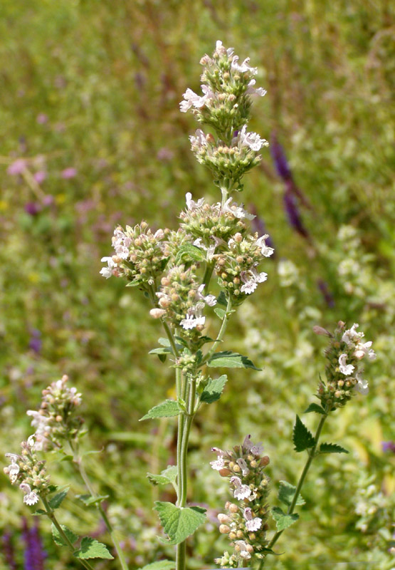 Изображение особи Nepeta cataria.