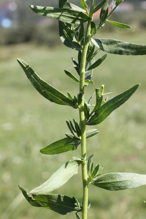 Изображение особи Galatella fastigiiformis.