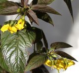 Lysimachia ciliata. Цветки и листья (бронзоволистный культивар ´Fire cracker´). Германия, г. Кемпен, в парке. 22.07.2012.