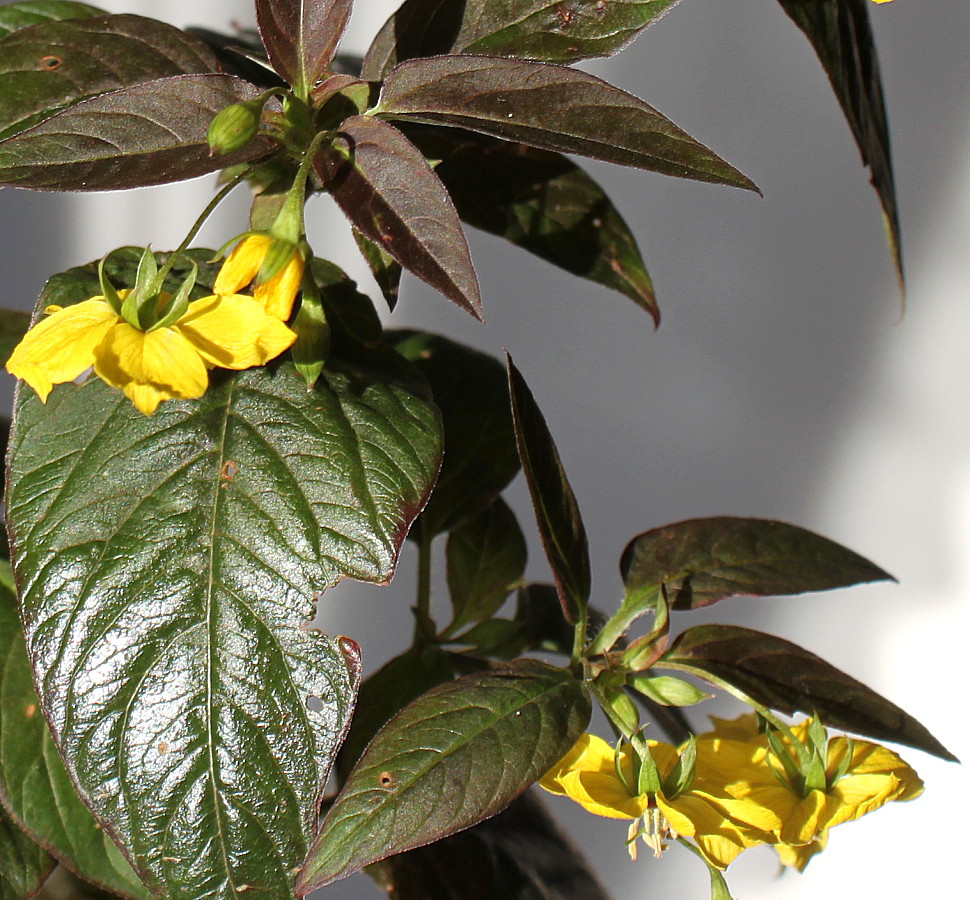 Image of Lysimachia ciliata specimen.