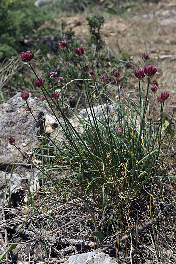 Image of Allium inconspicuum specimen.