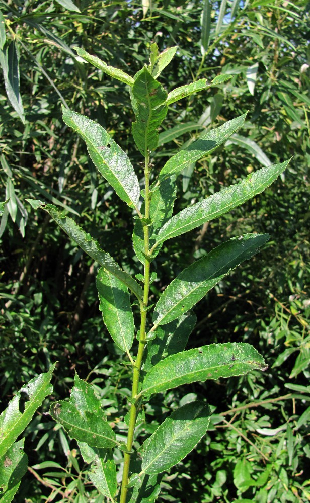 Image of Salix &times; tetrapla specimen.