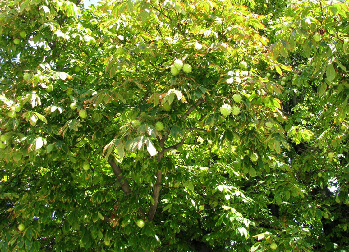 Image of Aesculus hippocastanum specimen.