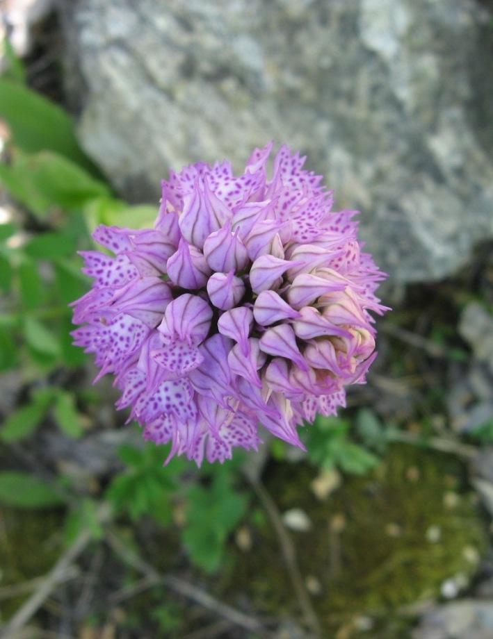 Image of Neotinea tridentata specimen.